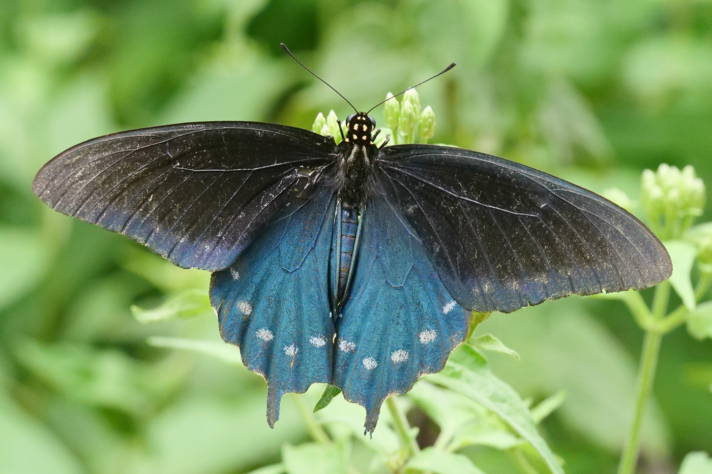 Pipevine Swallowtail